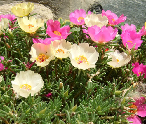 Moss rose flower