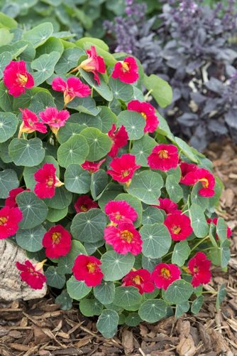 Garden Nasturtium Flower