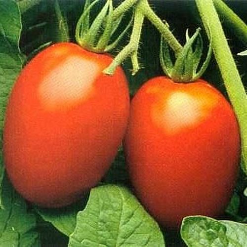 Italian Tomatoes F1 / Italyan tarla Domatesi (genta)