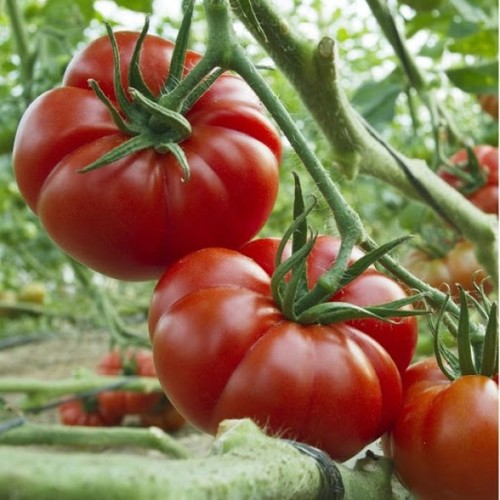 Giant Beef Red Large Tomatoes F1 / Kırmızı sırık F1