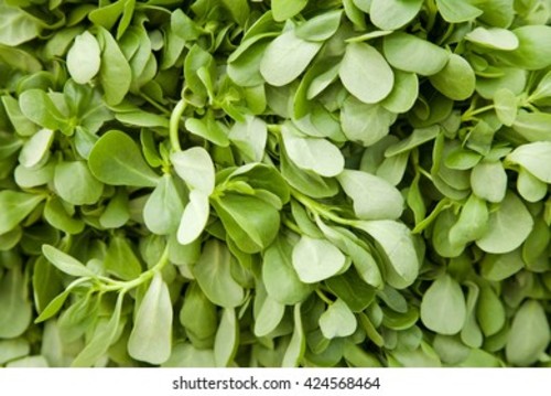 Common Purslane/ Semizotu ( GANIYY)