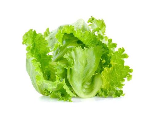 / Kıvircık Bash Salata / Lettuce / Iceburg Turkish