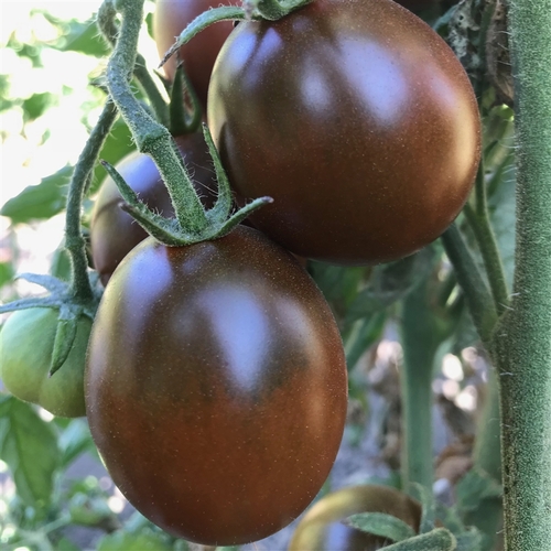 Black prince Tomato pws - DESCRIPTIONThis Russian gem gives a good crop of even-sized, juicy fruits with deep mahogany skin and greenish-pink flesh. Our own taste-testing result sheet said 'lemony flavour...very refreshing!'. (Cordon)SOWING ADVICESeeds are surface-sown or covered only slightly. Do not allow the soil to dry out. Containers are held in warm conditions until sprouts appear, which may take anywhere from 3-10 days. Move sprouting plantings immediately to bright light conditions, such as a south-facing window. Inadequate light is a frequent cause of failure of young seedlings. At about the time of last frost, set out seedlings into pots.