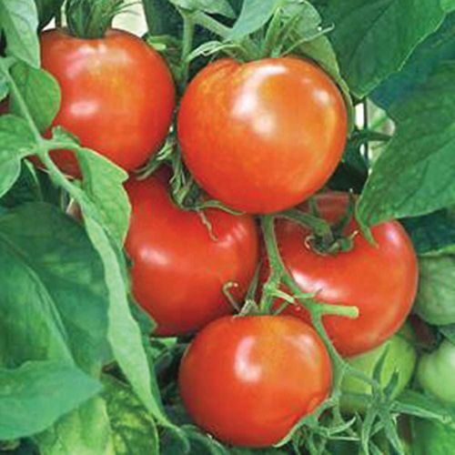 طماط نيويوركر سريع النمو و الانتاج