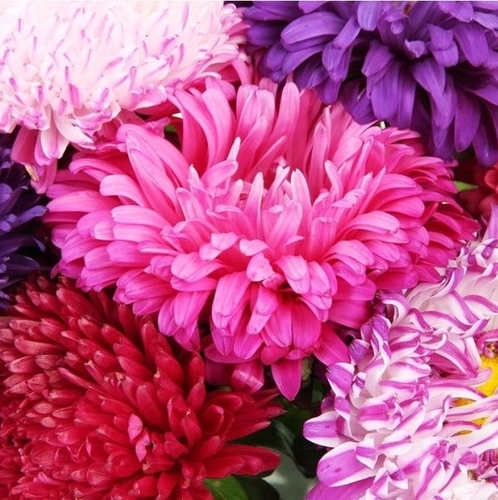 Aster  Giant Mix Flowers / Kasımpatı çiçeği (Ganiyy)