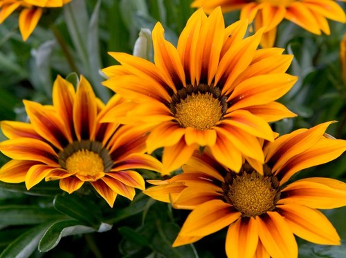 Gazania Rigens  Treasure Flower