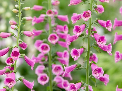 Foxgloves Flowers - The best-known species is the common foxglove, Digitalis purpurea. This biennial is often grown as an ornamental plant due to its vivid flowers which range in colour from various purple tints through pink and purely white.