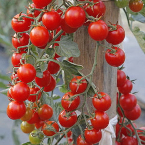 Cherry Tomato Valley Green - DESCRIPTIONTasty red fruits cascade in an abundance of delicious sweet cherry tomatoes which are full of flavour. Heavy crops of gorgeous, non-splitting tomatoes have good resistance to mildew and many diseases and are ideal either cooked, or raw for snacking. They originated in Provence in the south of France, in the small town of Saint-Rémy de Provence.SOWING ADVICECover seeds only slightly. Do not allow the soil to dry out. Containers are held in warm conditions until sprouts appear, which may take 3-10 days. Move sprouting plantings immediately to bright light conditions, eg a window. Inadequate light is a frequent cause of failure of young seedlings. Around time of last frost, set seedlings into pots. Remove side-shoots and support the plant.