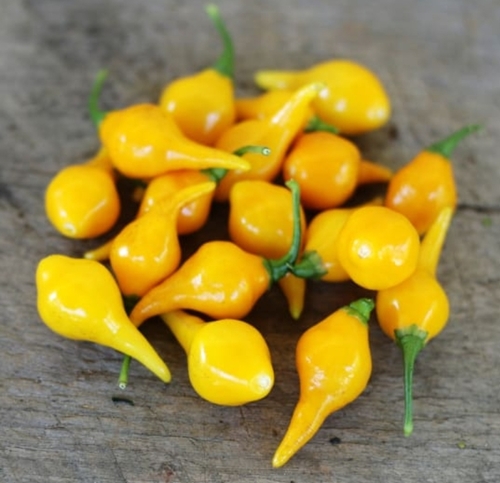 Biquinho Yellow - Also known as “Little Beak Peppers,” “Sweaty Drops,” or “Little Kiss,” this unique little pepper from Brazil packs a lot of flavors! Like the Biquinho Red pepper, the Biquinho Yellow is quite popular in Brazil and Peru, and it is commonly called “Chupetinho” by the locals there. It is shaped like a marble with a pointed end which biquinho is a Portuguese word that translates to little beak. The peppers dangle on sturdy, upright plants that are prolific with early harvests.The rare pepper is crunchy, crisp, and juicy, and has multiple flavors of tropical, citrus, fruity, and slightly smoky tones. The flavors are like Habaneros, but without the heat that you’d expect from Habaneros. So, if you’re looking for a delicious pepper that has the Habanero flavors but without the burning heat, the Yellow Biquinho pepper is the one for you! It has a heat level of 500 to 1,000 SHUs which is below the average heat of a Jalapeño. These are great to eat raw, cooked, make as salads, and to add to cheese plates and hors d’oeuvres!You can also make a delicious appetizer by pickling them. In Brazil, Yellow Biquinho chiles are pickled in a mixture of vinegar, garlic, herbs, and a Brazilian liquor called Cachaca. The liquor adds sweetness to the sour brine, and once it is pickled, they are typically served as an appetizer or snack at bars and restaurants.Fun Fact: In the United States, pickled Yellow Biquinho chiles are sold under the name “Sweaty Drops,” and high-end restaurants like Momofuku dangly in New York City are using the pickled pods as a substitute for olives in their martinis!