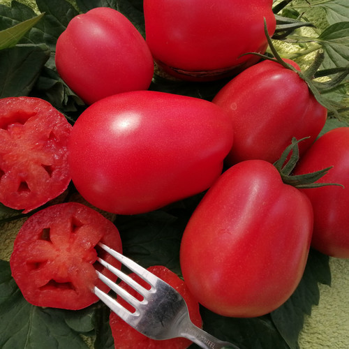 Sharper Pink Tomato PWS - DESCRIPTIONHeavy crops of astonishingly identical, attractively-fluted, slightly pear-shaped fruits ripen in mid and early summer. With a sweet flavour, enhanced by a gentle sharpness, these lovely tomatoes are almost seedless. We are making an exclusive offering of this new, incredible and outstandingly attractive tomato.SOWING ADVICECover seeds only slightly. Do not allow the soil to dry out. Containers are held in warm conditions until sprouts appear, which may take 3-10 days. Move sprouting plantings immediately to bright light conditions, eg a window. Inadequate light is a frequent cause of failure of young seedlings. Around time of last frost, set seedlings into pots. Remove side-shoots and support the plant.