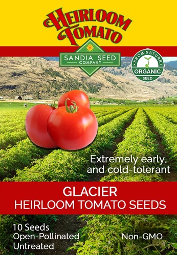 Tomato Glacier Organic Sandia - Expect higher-than-average yields of reddish-orange fruits this season. This tomato has an outstanding flavor and grows on potato leaf plants. History: This heirloom was introduced from Sweden in 1985 and sets the standard for extra-early tomatoes. It produces beautiful red globe-shaped fruits with orange shoulders up to 3 weeks sooner than other tomatoes. If you can hardly wait for that first spring tomato, this is your best choice. Extremely cold tolerant.

Find more Short-Season Tomatoes » Organic, Open-pollinated heirloom (56-63 days) Plant Habit: Determinate  Plant Size: 3’.  Fruit Color: Red. Shape: Round.          Size: 2 - 3 oz. 10 seeds