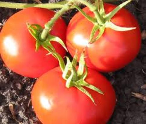 طماط نيويوركر سريع النمو و الانتاج