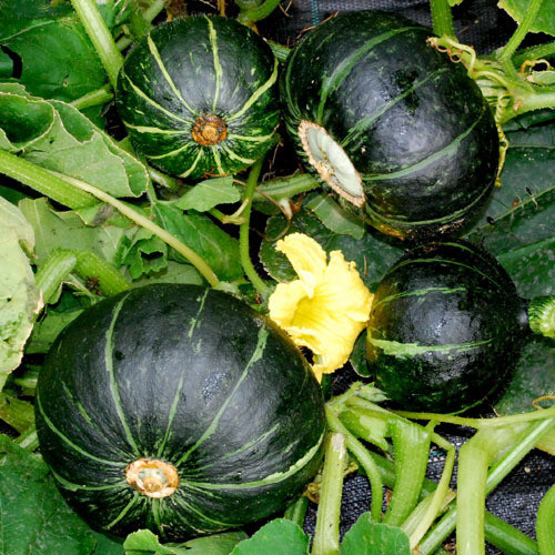 winter Squash Kabocha F1    / PWS