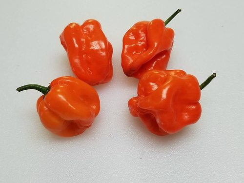 Habanero  NUMEX  Trick or Treat No Heat Sandia