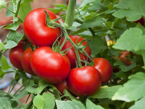 طماط نيويوركر سريع النمو و الانتاج