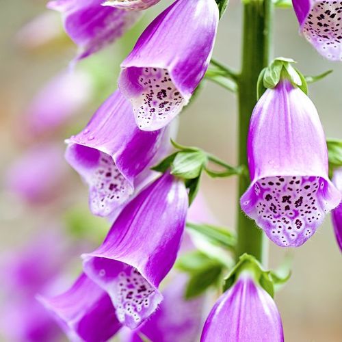 Foxgloves Flowers genta