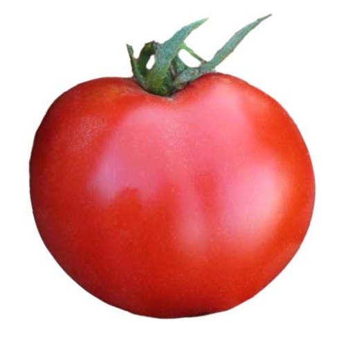 Tomato Super sioux Organic  Heirloom Sandia