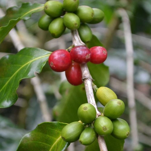 coffee Arabica Caturra Dwarf - DESCRIPTIONCoffea Arabica Cattura is a dwarf coffee variety that is said to have been discovered in a plantation in Brazil. It is popular in Central and South America for its modest size to less than 2 m tall and its tolerance of full sun. Plants generally start flowering when only 30 cm tall. The coffee plant is originally native to the humid montane forests of Ethiopia and South Sudan but today it is cultivated in many other parts of the world. Coffee trees can grow outside in a subtropical climate, or provide an attractive pot plant and talking point in cooler climes.SOWING ADVICEThese seeds have already been thoroughly cleaned and should be sown into a well-drained, sandy compost at any time of the year, and covered thinly with sand or grit and kept moist. Keep at between 20-25 degrees C. Seeds sometimes germinate within 4 to 6 weeks although some may take very much longer so please be patient. Plant out in the open ground in warmer countries or in a large container elsewhere.