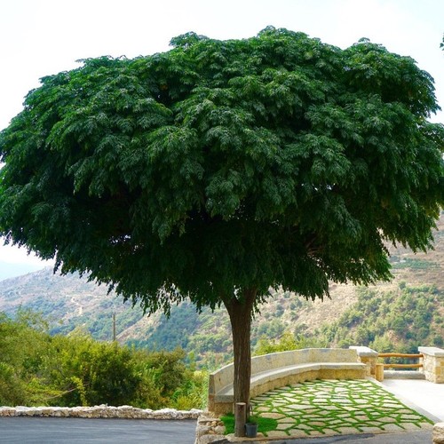 Melia Azedarach Tree seeds