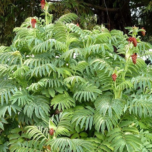 Melianthus MAJOR (Honey Bush)