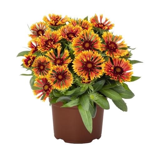 Gaillardia Artistata 'Bremen' - DESCRIPTIONGaillardia 'Bremen' blooms in mid to late summer with daisy-like, scarlet-red flowers edged in yellow. It gives the garden an instant southwestern look. Gaillardia aristata 'Bremen' is a tall variety - perfect for the middle of the border. It combines well with other perennials and ornamental grasses. It looks stunning with Liatris spicata. It also makes an interesting cut flower.SOWING ADVICEFor best results, sow immediately onto a good soil-based compost. Cover the seeds with fine grit or compost to approximately their own depth. They can be sown at any time, and germination can sometimes be quicker if kept at 15 to 20 degrees C. We sow most seeds in an unheated greenhouse and wait for natural germination, as many seeds have built-in dormancy mechanisms, often waiting for natural spring germination, hence giving them a full season of growth.