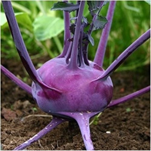 KOHLRABI Purple DELICACY