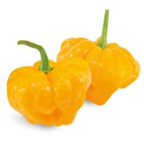 yellow  Scotch Bonnet extra super Hot PWS or Sandia