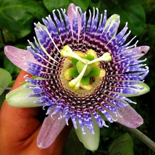 passiflora Ligularis (Passion Fruit)