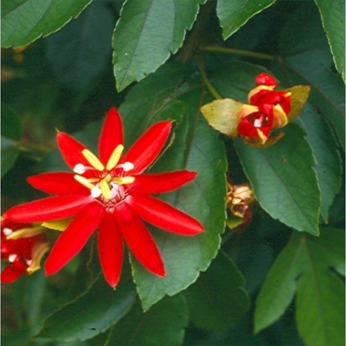 Passiflora Manicata ( Passion Fruit ) RED