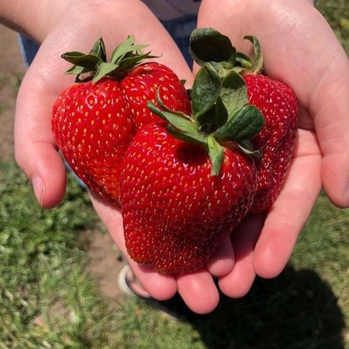 Strawberries Red N Juicy