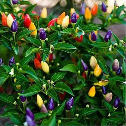 Amazing Seeds - Acı Cin Biber Colorful hot (Genta) - مماتز ايضا للزينة