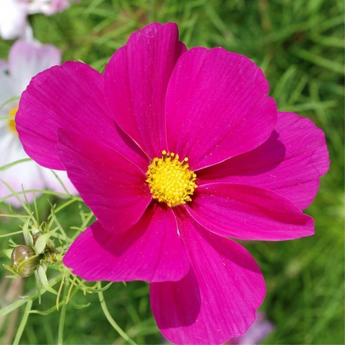 Mexican aster Flowers