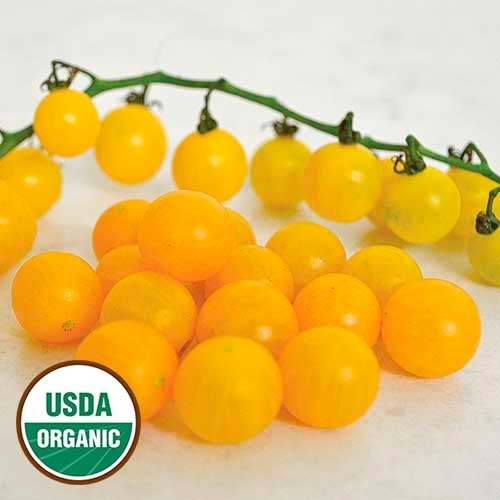 Gold Rush Currant Tomato - DESCRIPTIONHeavy clusters of countless bright golden-orange, sweetly flavoured grape-sized fruit set in trusses of 10-12. A very high yielding plant that can also be trained to quite a height which improves the yield of fruit greatly. The higher it is trained the more it produces! (Semi-Bush)SOWING ADVICESeeds are surface-sown or covered only slightly. Do not allow the soil to dry out. Containers are held in warm conditions until sprouts appear, which may take anywhere from 3-10 days. Move sprouting plantings immediately to bright light conditions, such as a south-facing window. Inadequate light is a frequent cause of failure of young seedlings. At about the time of last frost, set out seedlings into grow bags. Plants need staking and side-shoots removing.