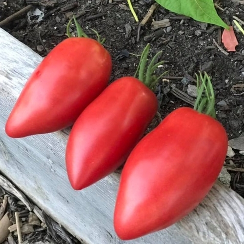 sheboygan Tomato