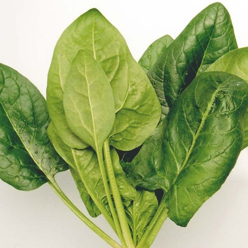 Spinach / ispanak (GANNIYY)