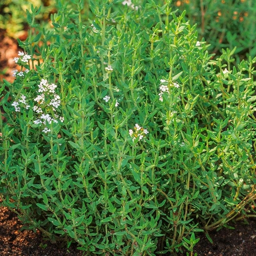 Thyme / Kekik Winter GANIYY or Genta