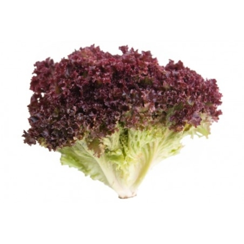 Red Lettuce lolo Rosso (genta)