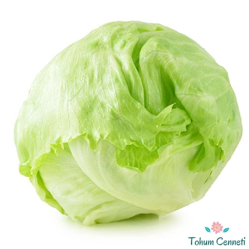 Lettuce Iceburg / Marul Göbek GANYYI