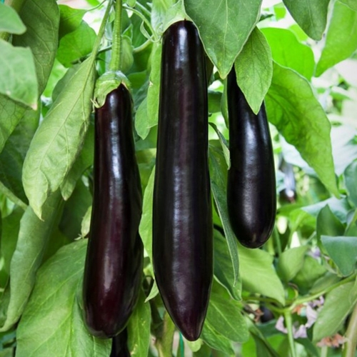 Eggplant Long / Kemer Patlican Turkish long