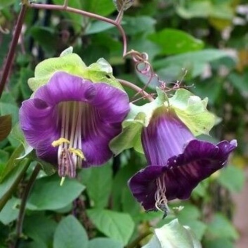 CathedralBells Flower plant / Mexican Ivy