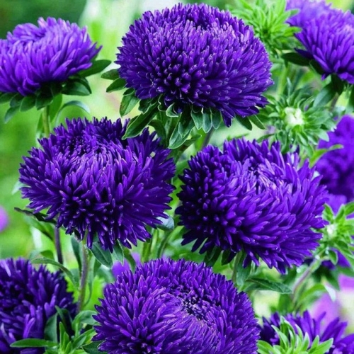 China Aster