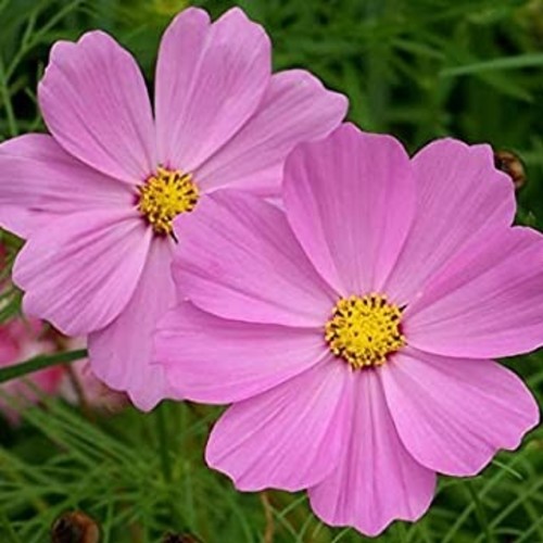 Garden Cosmos / Mexican Aster