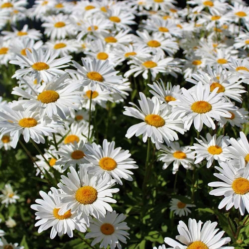 max Chrysanthemum Flower (shasta Daisy) (Papatya) (GANIYY)