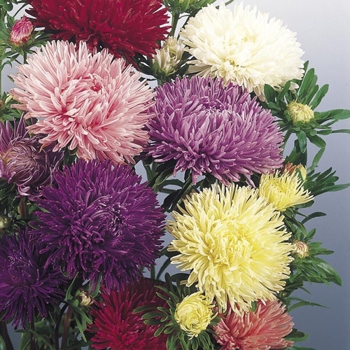 Mixed Colors China Aster