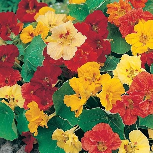 Mixed Color Dwarf Nasturtium