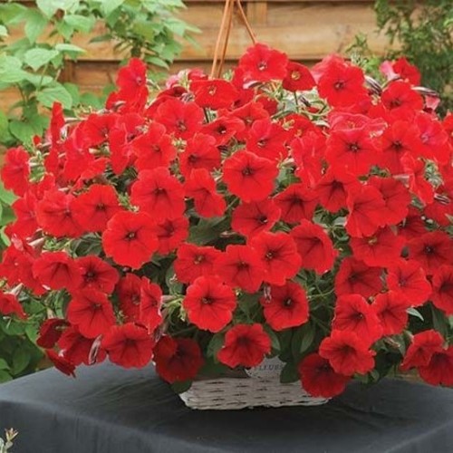 Red Petunia