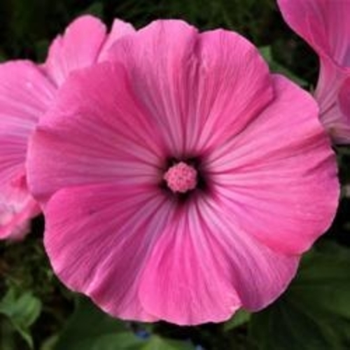 Habiscus Rose Mallow Flowers