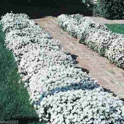 white Garden Candytuft