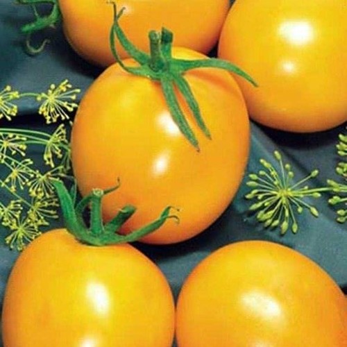 De Barao Gold Cherry gold Tomato - DESCRIPTIONSurprisingly heavy yields of 2-4 oz, egg-sized, plum-shaped, golden yellow tomatoes have very good sweet flavours, with strong, thick flesh and skin, so that they never split. Related to the popular Russian commercial variety, this is a golden strain of the popular De Barao tomato, a form of the 