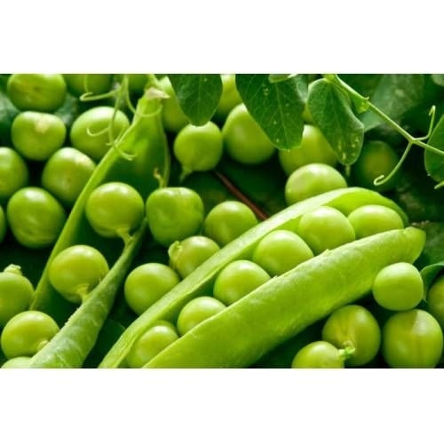 بزاليا أراكا كبير الحجم صنف سريع النمو غزير الانتاج